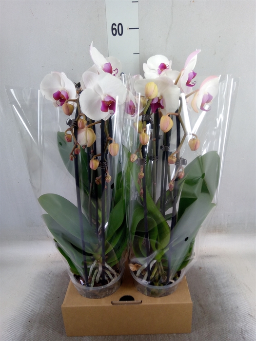 <h4>Phalaenopsis  'Elegant Cascade'</h4>
