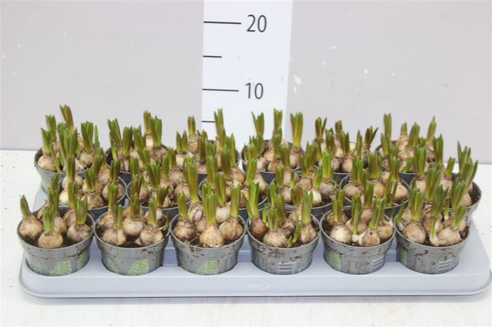 <h4>Muscari White Spear</h4>