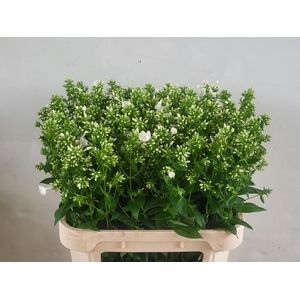 PHLOX P ICECAP