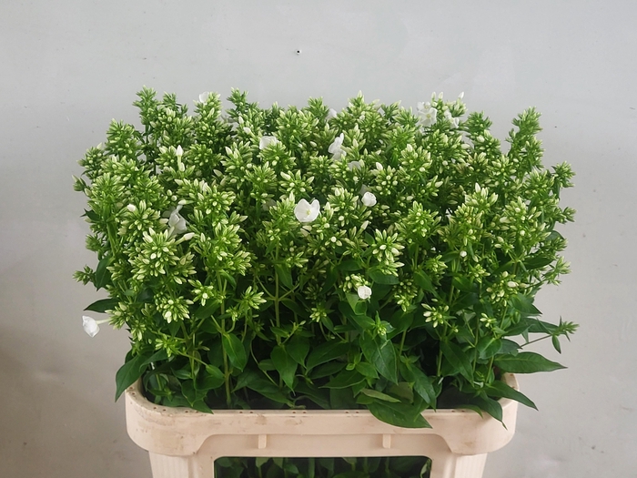 <h4>PHLOX P ICECAP</h4>