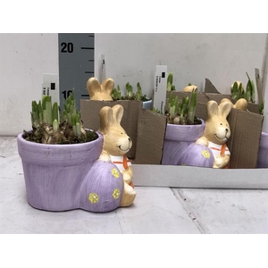 Narcissus Tete a Tete arr. 18Ø 15cm