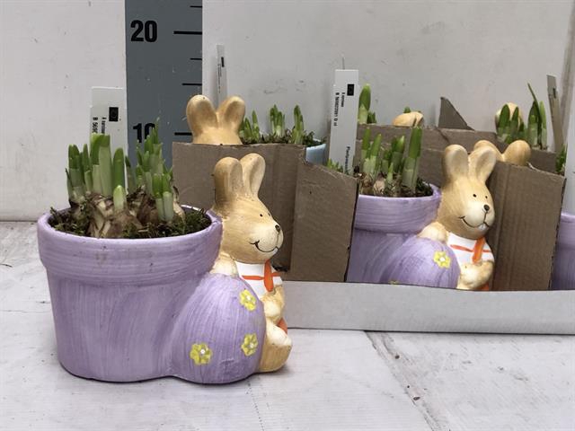 Narcissus Tete a Tete arr. 18Ø 15cm