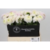 Dahlia Pink Pearl