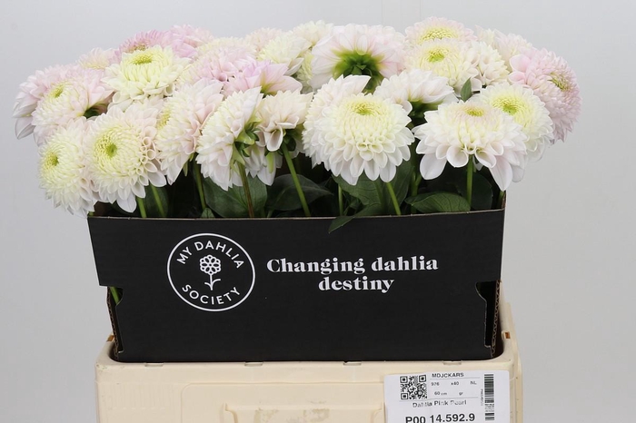 Dahlia Pink Pearl
