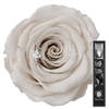 30cm Stem Whi04