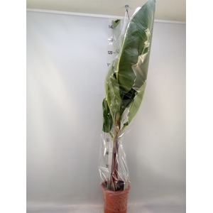 Musa  'Dwarf Cavendish'