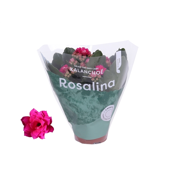 <h4>Kalanchoe Rosalina 06cm Don Victorio paars</h4>