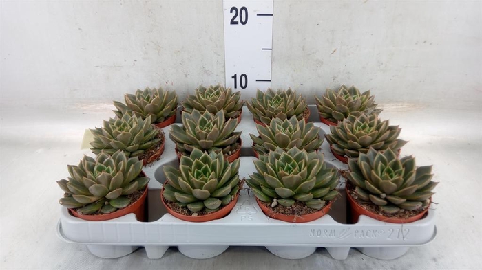 <h4>Echeveria   ...not flowering</h4>