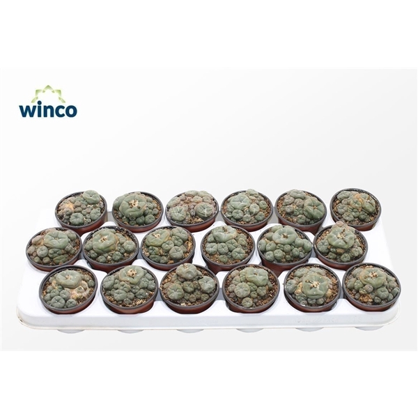 <h4>Lophophora Williamsii (old Plants)</h4>