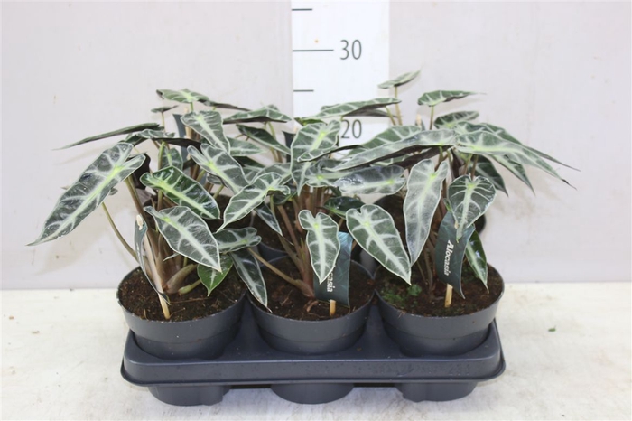 <h4>Alocasia Cu Bambino</h4>