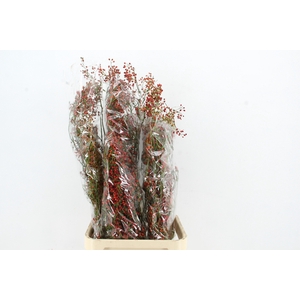 ROSA CORALLO RED 110CM