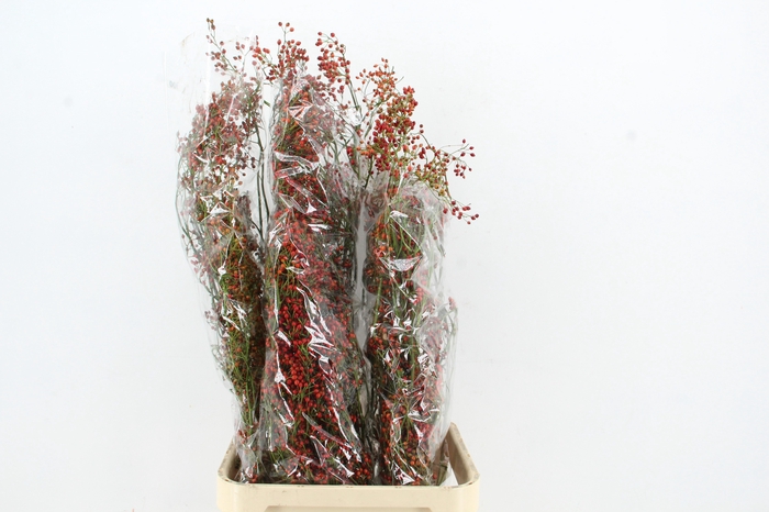 <h4>ROSA CORALLO RED 110CM</h4>