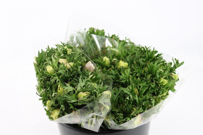 <h4>Anem Rainbow Happy</h4>