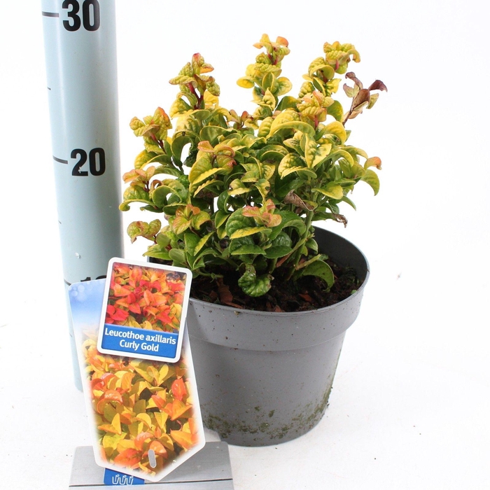 <h4>Leucothoe axillaris ‘Curly Gold’ PBR</h4>