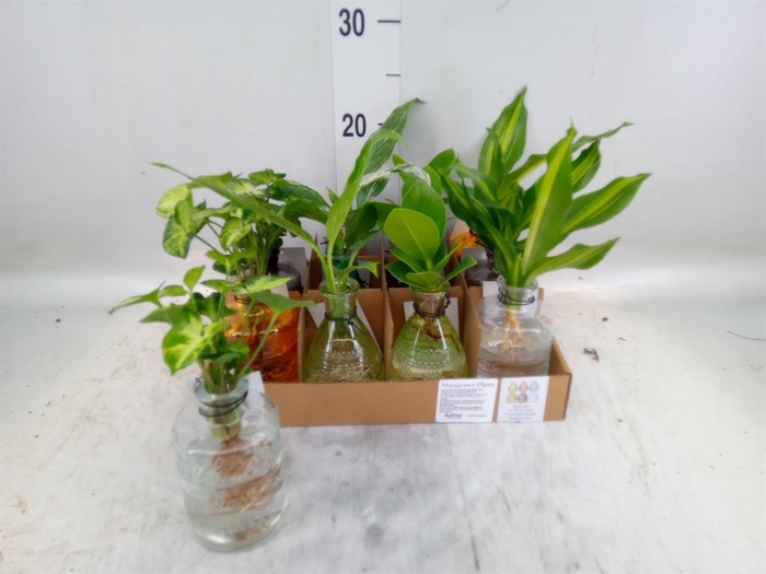 <h4>Planten  ..mix</h4>