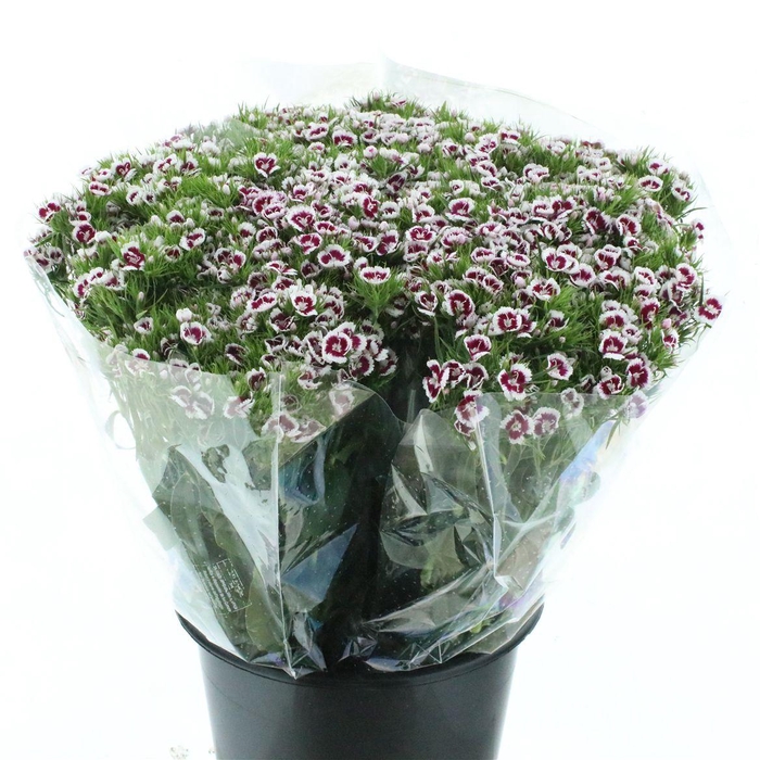 <h4>Di Barb White Purple</h4>