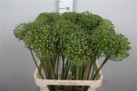 <h4>Allium Zaadbollen</h4>