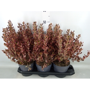 Coprosma   ...mix