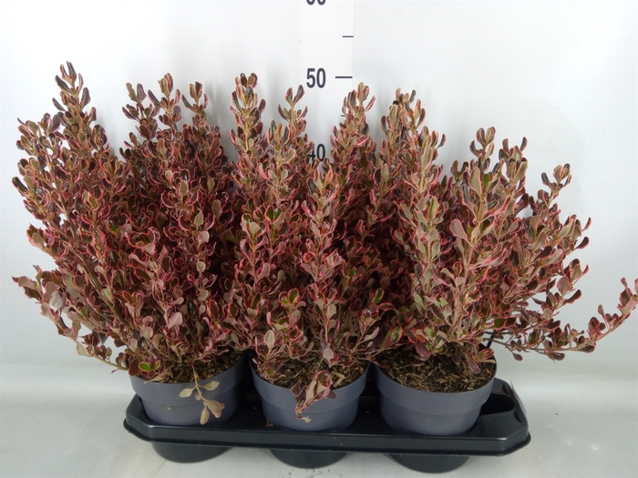 <h4>Coprosma   ...mix</h4>