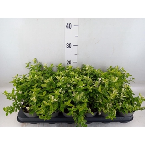 Euonymus fortunei 'Harlequin'