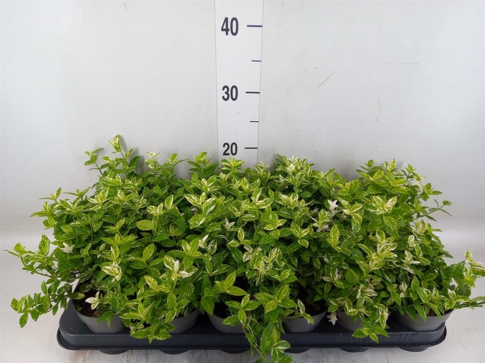 <h4>Euonymus fortunei 'Harlequin'</h4>