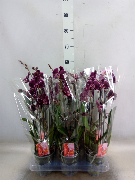 <h4>Phalaenopsis  'Elegant Cascade'</h4>