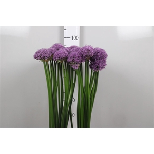 Allium Gladiator