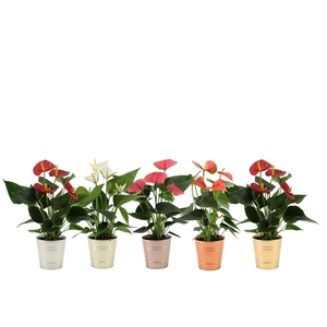 Anthurium 4 color mix in Diana zinc