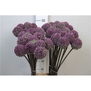 Allium Summer Drumme