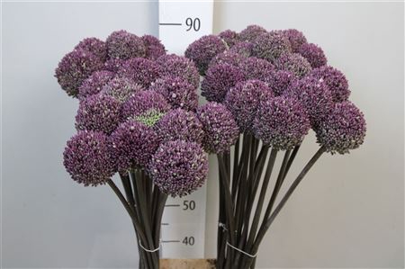 <h4>Allium Summer Drumme</h4>