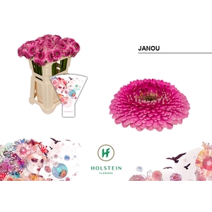 GE MB Gerponi Janou emmer hoes x80