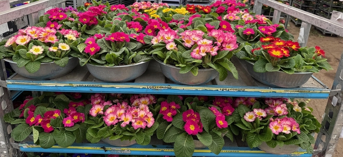 <h4>PRIM AC BONNELI GEM</h4>