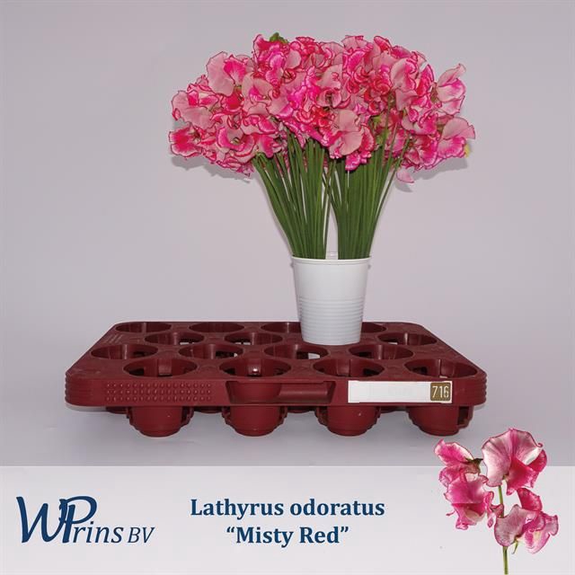 <h4>LATHYR MIST RED</h4>