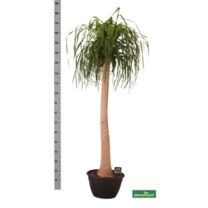 BEAUCARNEA RECUR