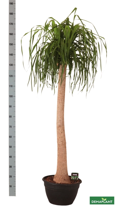 <h4>BEAUCARNEA RECUR</h4>