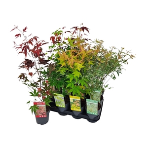 ACER PALMATUM