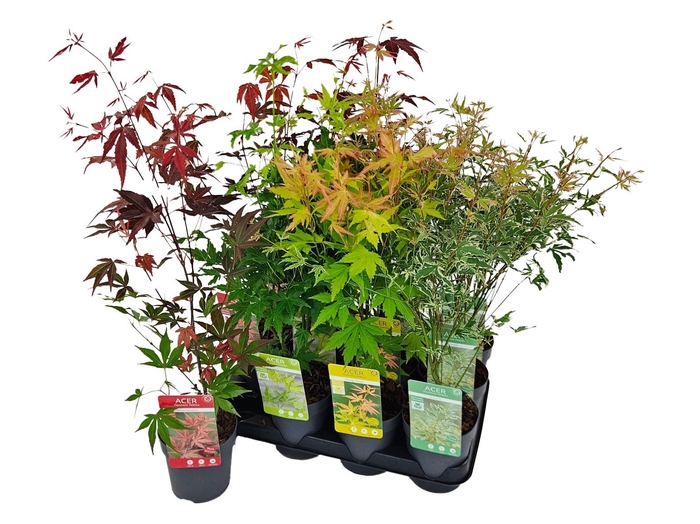 <h4>ACER PALMATUM</h4>