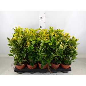 Euonymus japon. 'Aureus'