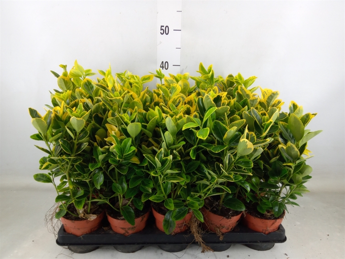 <h4>Euonymus japon. 'Aureus'</h4>