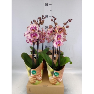 Phalaenopsis   ...lilac