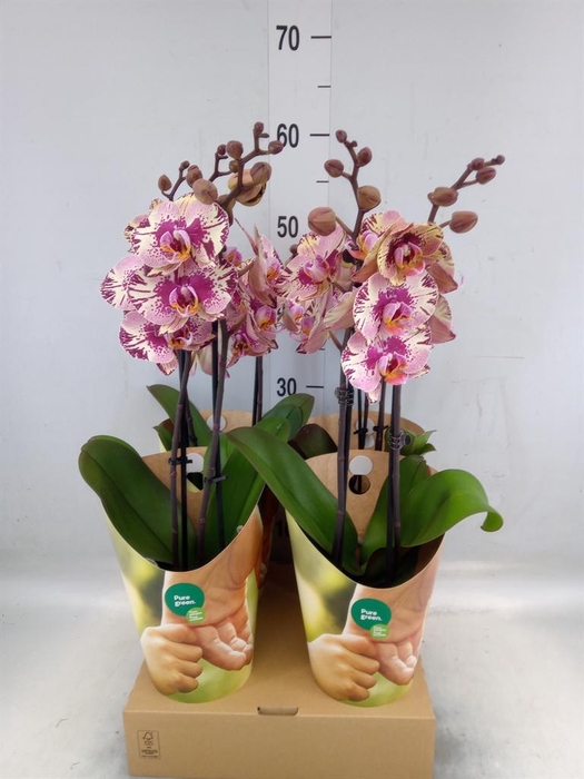 <h4>Phalaenopsis   ...lilac</h4>