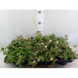 Portulaca   ...mix