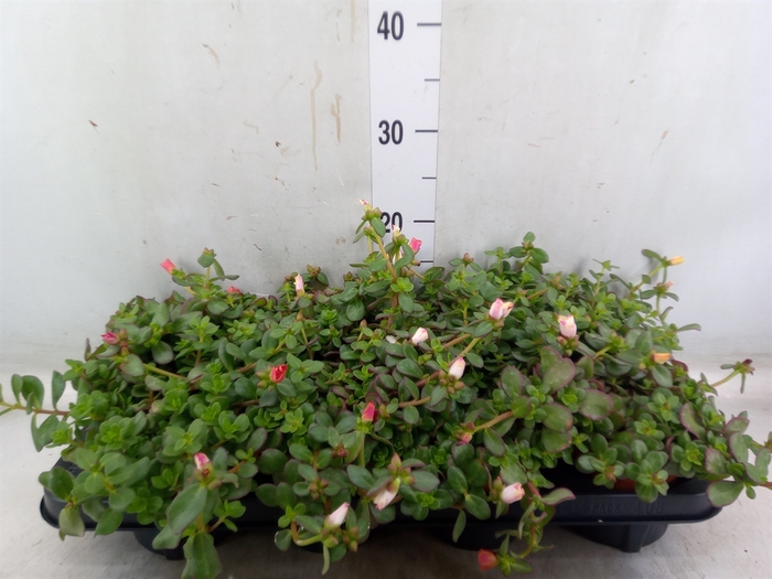 <h4>Portulaca   ...mix</h4>