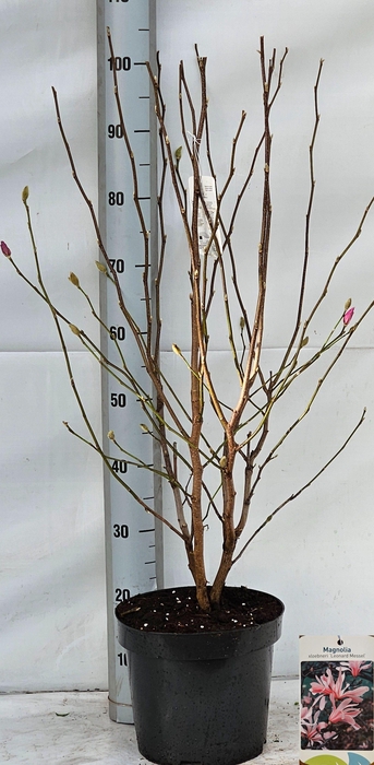 <h4>Magn Lo Leonard Mess</h4>