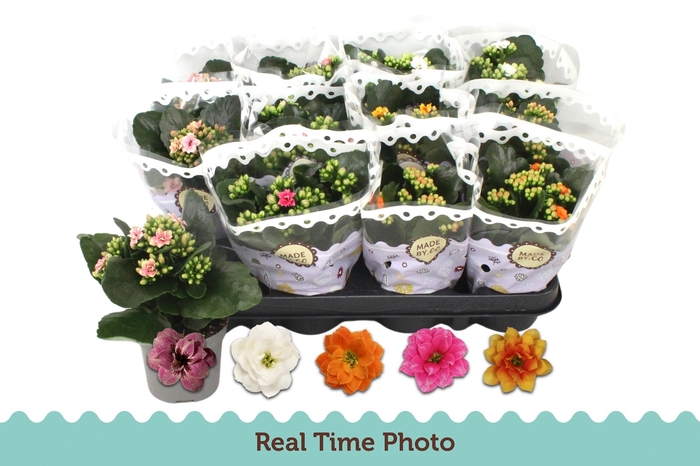 <h4>KAL GE GEM 5 KL</h4>