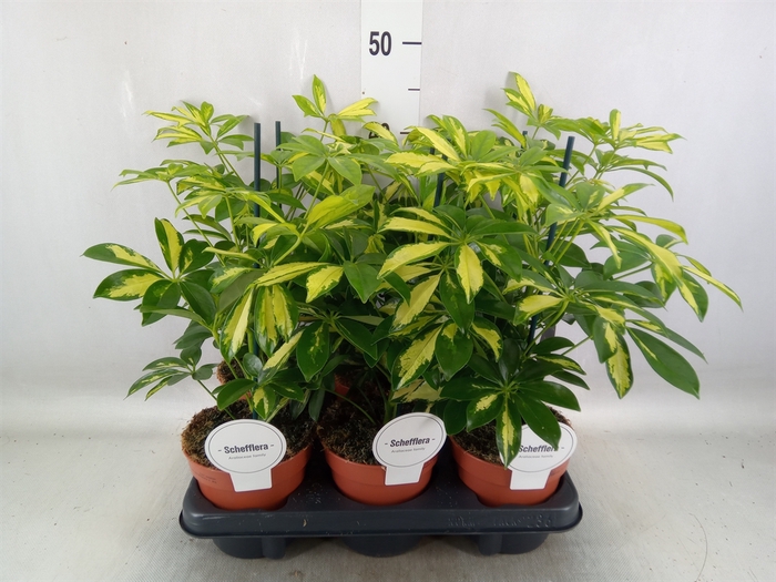 <h4>Schefflera arbor. 'Gerda'</h4>