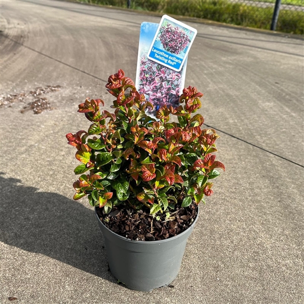 Leucothoe axillaris Twisting Red® ('Opstal20'PBR)