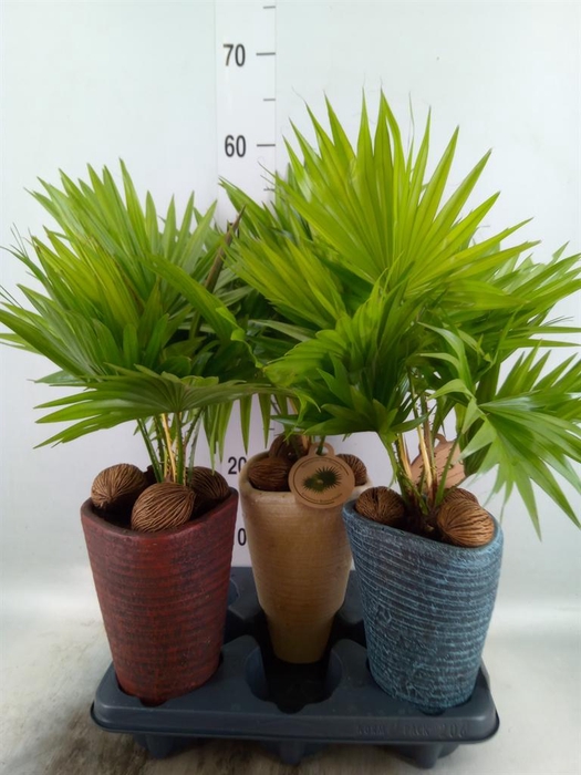 <h4>Livistona rotundifolia</h4>