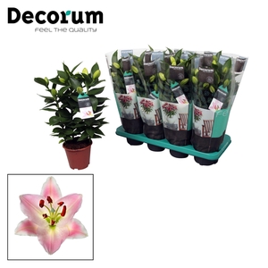 Lilium Or Souvenir 13cm