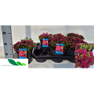 SEDUM SPURIUM